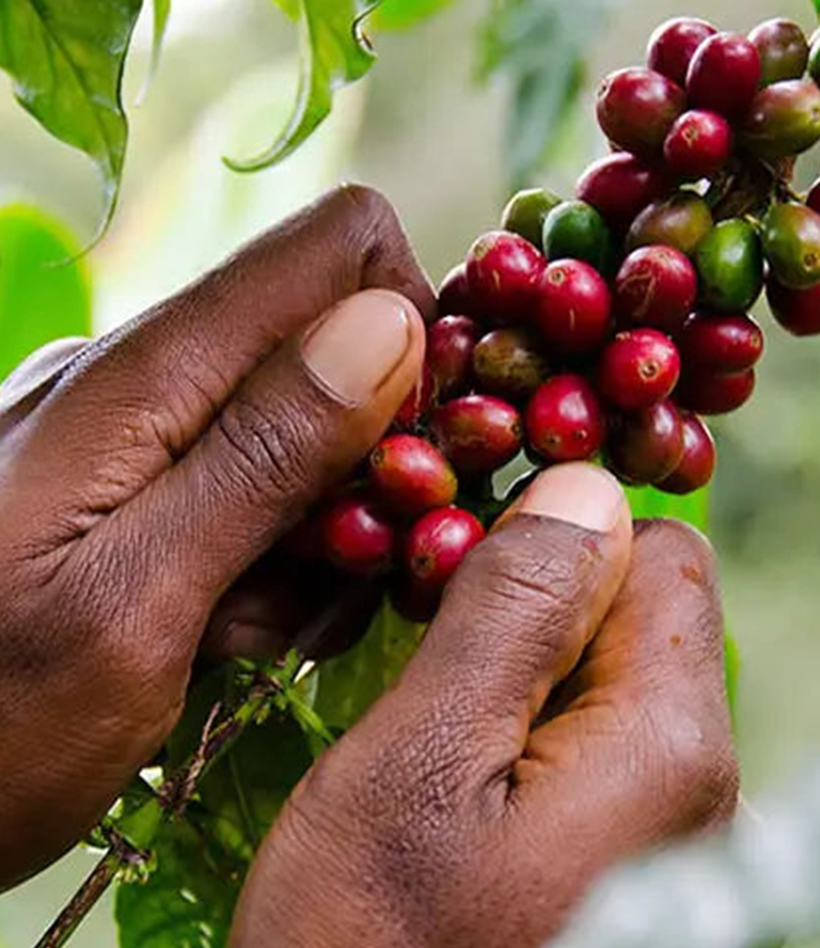 Congo Estate, Papua New Guinea